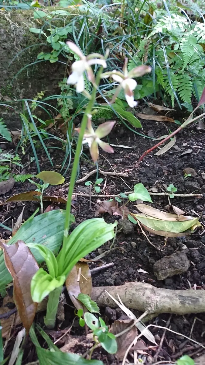 少しは自分で調べろと思いつつ、山野草に似た花がわからず質問