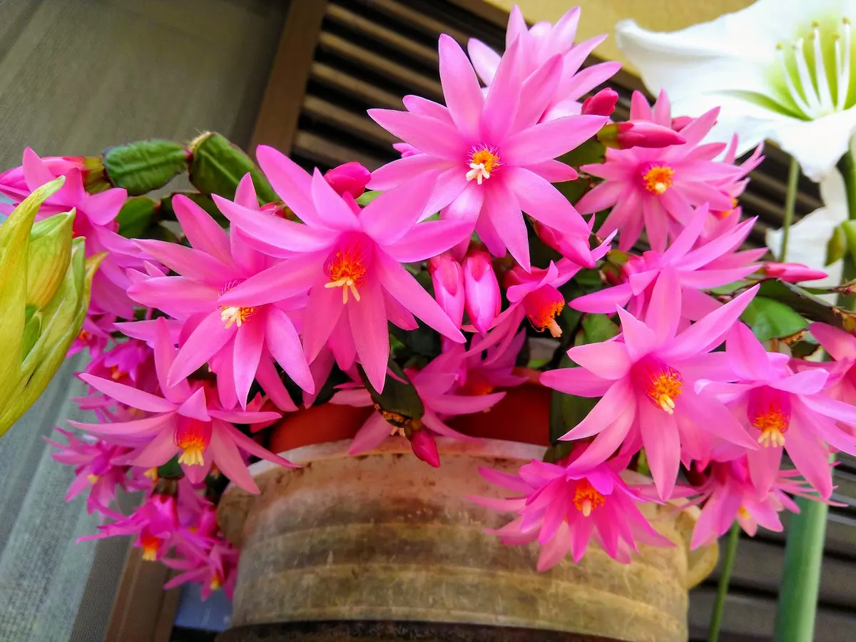 多分イースターカクタスという名前だと思いますが 花の咲くと 多分イースターカクタスという名前だと思いますが 花の咲くと