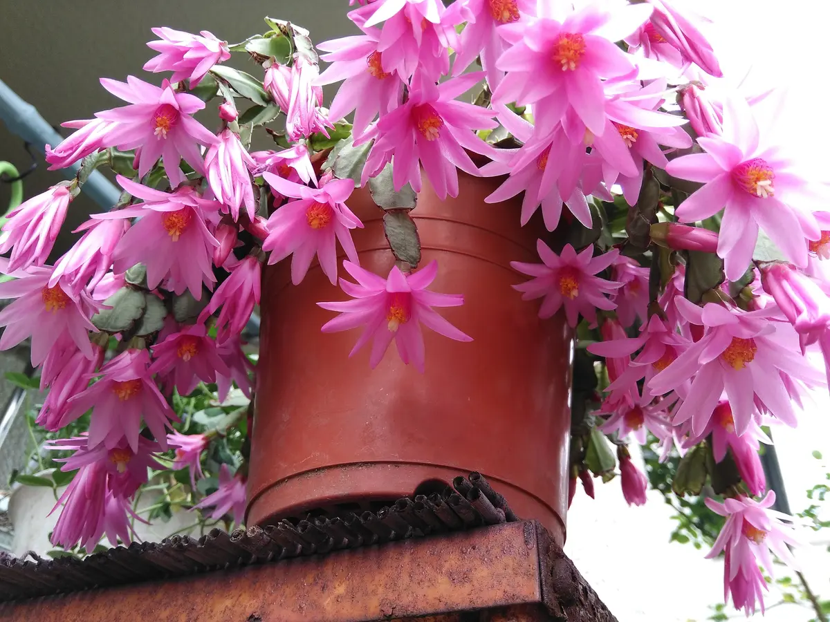 多分イースターカクタスという名前だと思いますが 花の咲くと