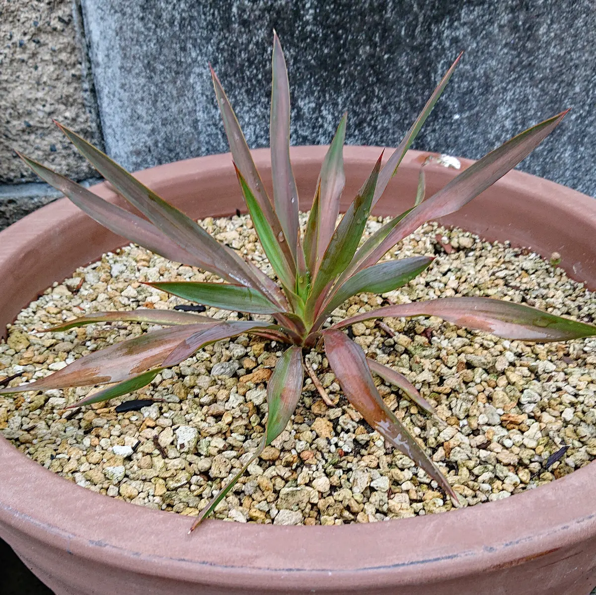 ユッカの子株をいただいて、植えてから2回目の冬を屋外で越し 