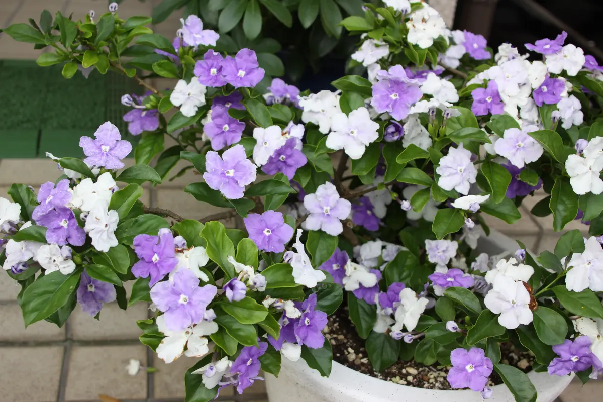 ☆ニオイバンマツリ、挿し木と種子の取扱83歳男子教えてくださ