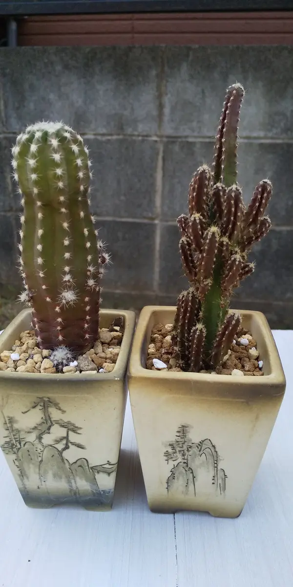 サボテンの色が緑だったのが、赤っぽくなってきて、暖かくなっ
