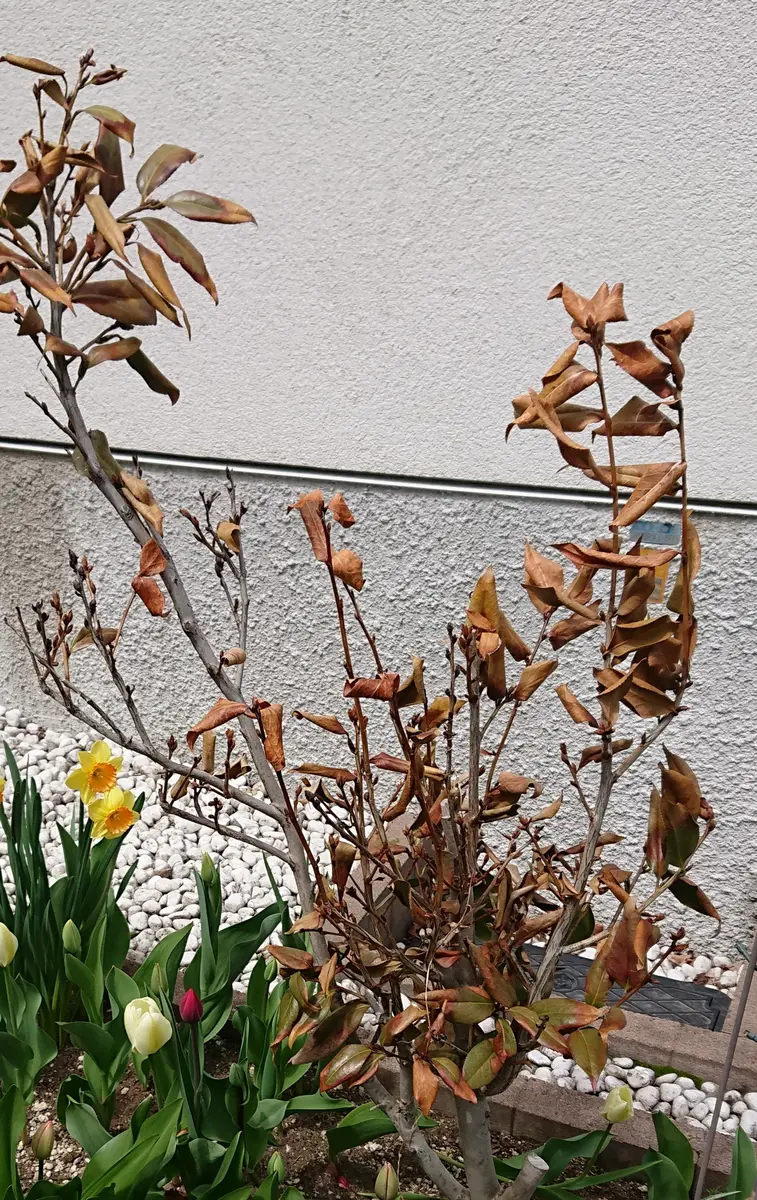 椿の枯れ木 椿についてです。小さな鉢植えを買い求め地植えにして9年くら｜園芸