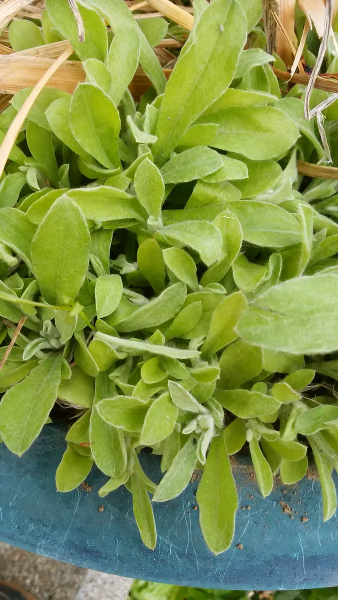 外置きしている鉢によくわからない植物が生えています。これは
