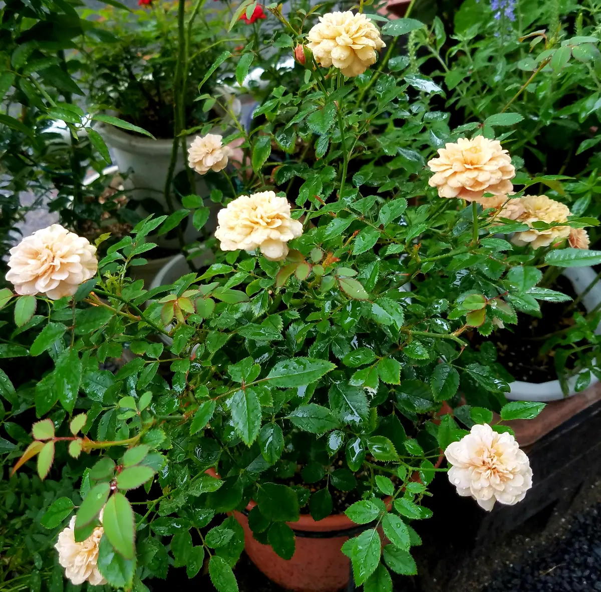 ミニバラ・品種名「モカ」の継ぎ木苗について。5年ほど前にホ｜園芸