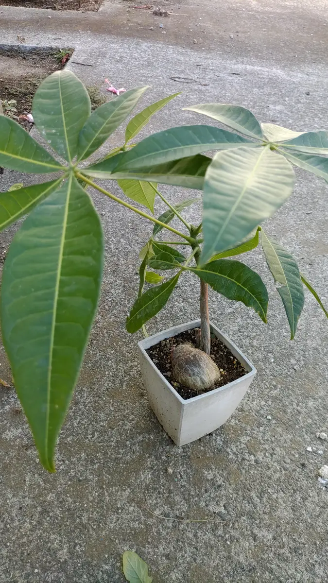 最近、ダイソーなどで実生パキラをよく見かけるようになったの