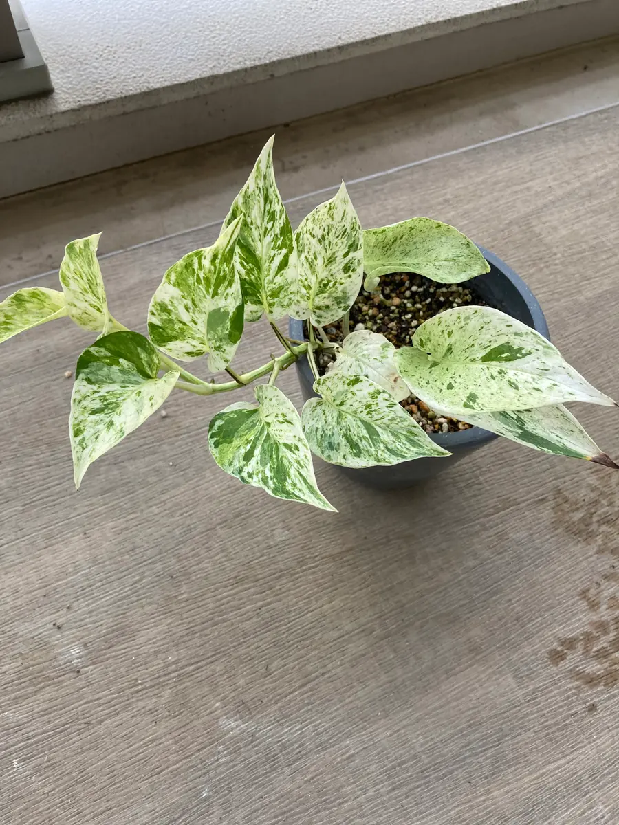 ポトス初心者です。画像のとおり、葉に茶色のしみができてしま