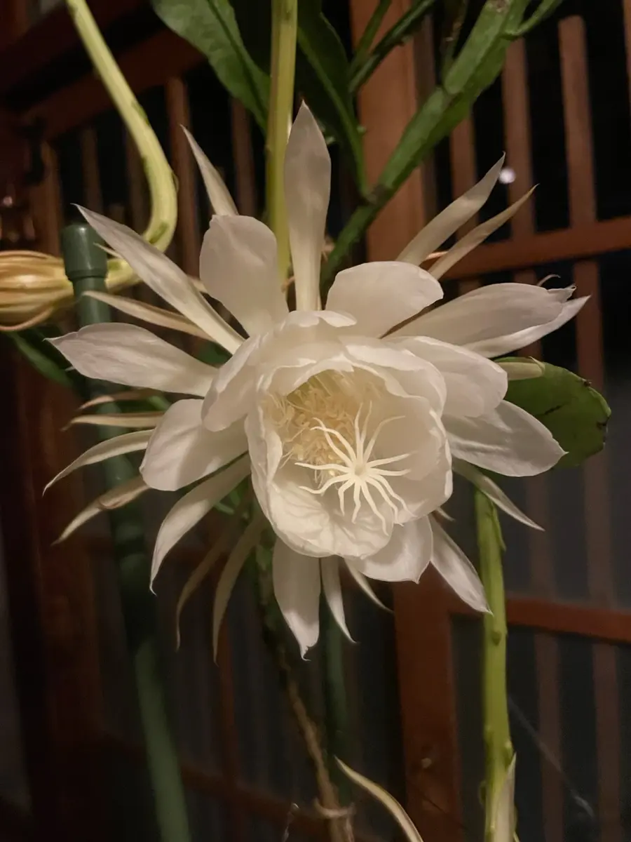 大鉢の月下美人を譲り受けて2年目。9月に入って蕾を3つ見つけ