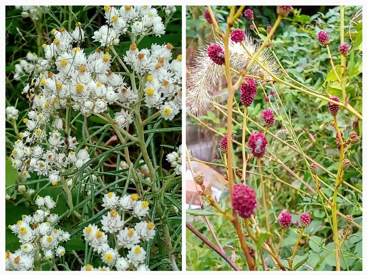 カワラハハコ 情報 ドライフラワー 母子草 