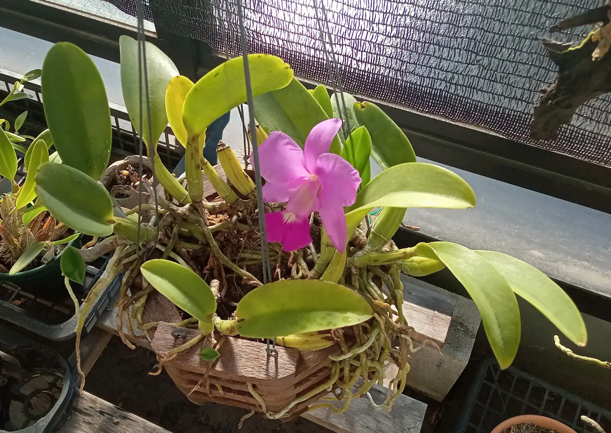 カトレア ワルケリアナを咲かせるには？】いつもお世話に｜園芸相談