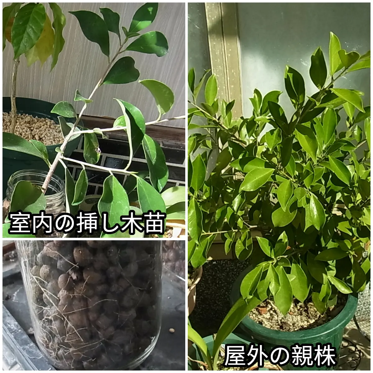 ガジュマルについて。購入したガジュマル育て方が大丈夫か教え 