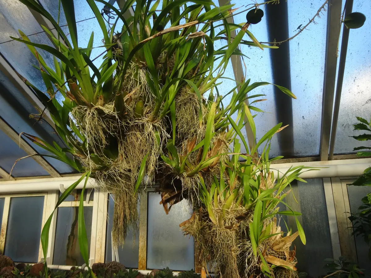 未開封　美品　オンジウムの料理本　根と翼　Onjium's Cookbook Amazon.co.jp: PLANCHU サボテン ギムノカリキウム 翠晃冠 すい