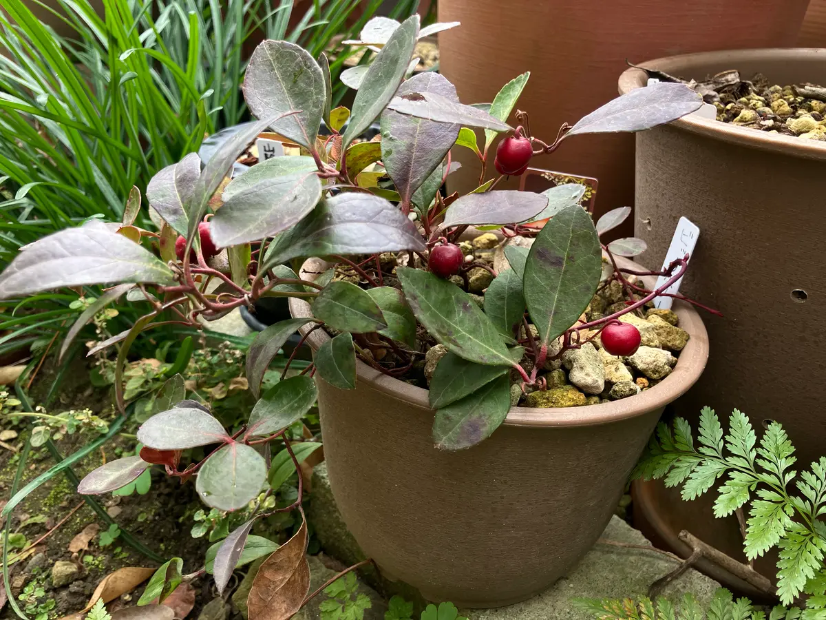 いつもいろいろなアドバイスをいだだき、ありがとうございま｜園芸