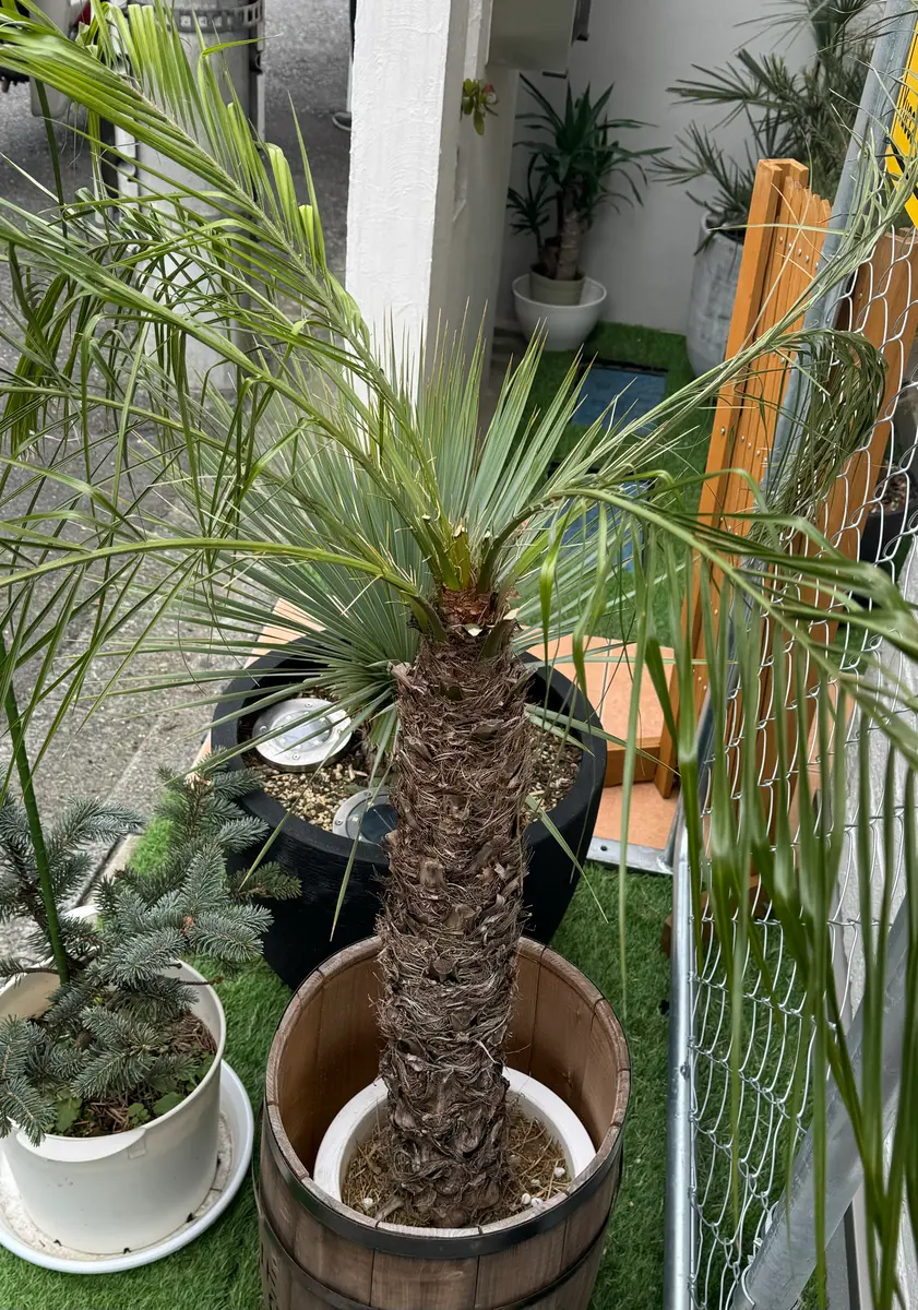 フェニックスロベレニーについてどなたか詳しい方、ご教授願い