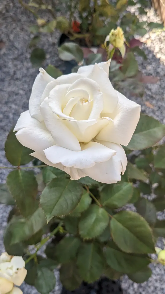 バラを昔頂いたのですが(そだレポにも書いてるものではあるんで