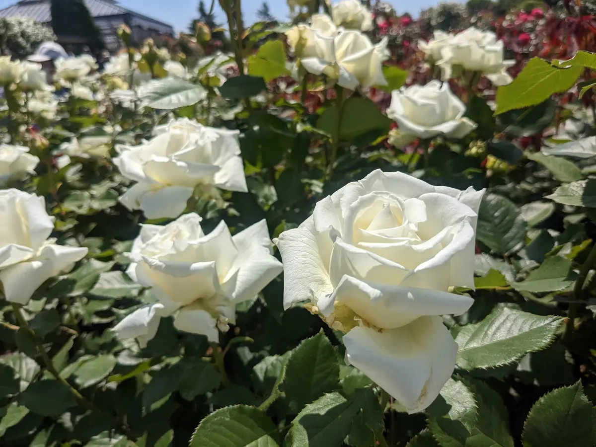 バラを昔頂いたのですが(そだレポにも書いてるものではあるんで