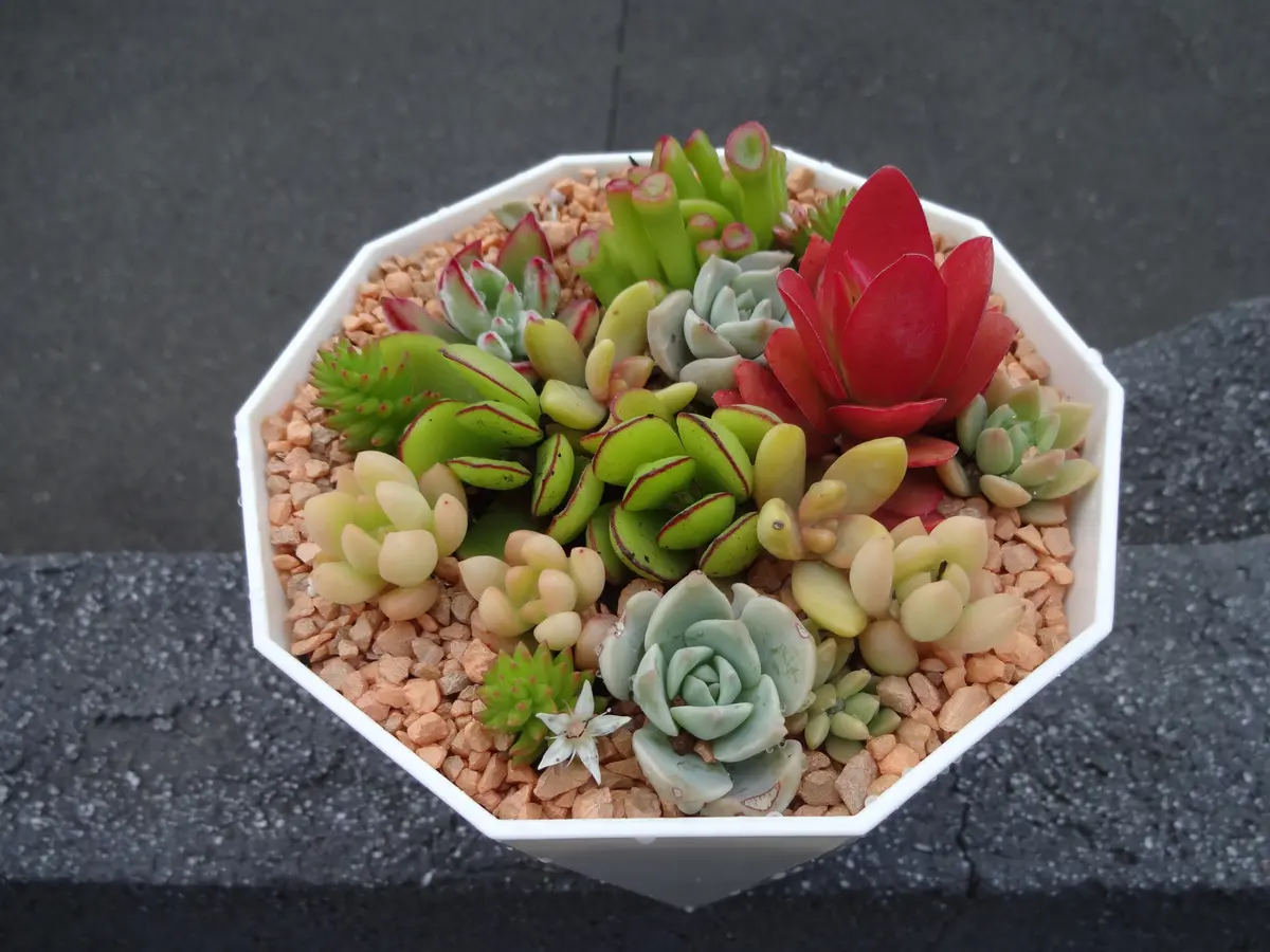 多肉植物の植えつけについて教えてください。多肉の可愛さに｜園芸