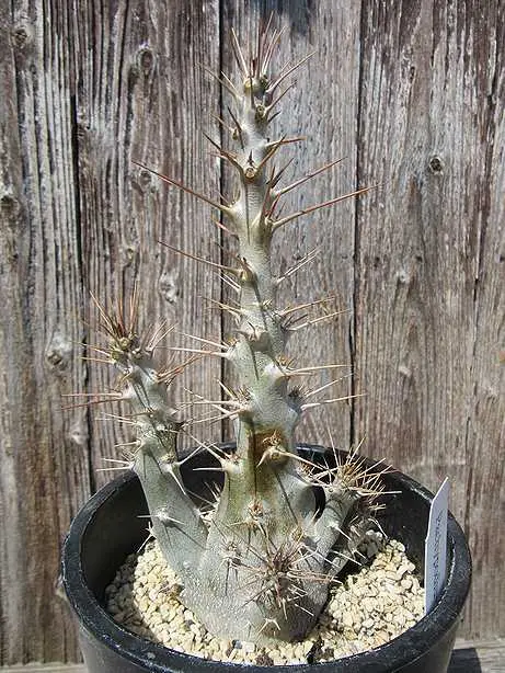 パキポディウム サンデルシー 現地球 現地発根S10 Pachypodium