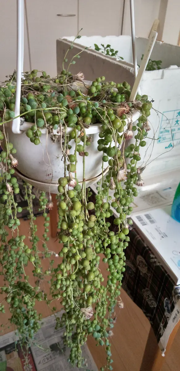 【あす楽対応】 グリーンネックレスが黒くなってしまいました😣多肉植物を育て 健康アクセサリー