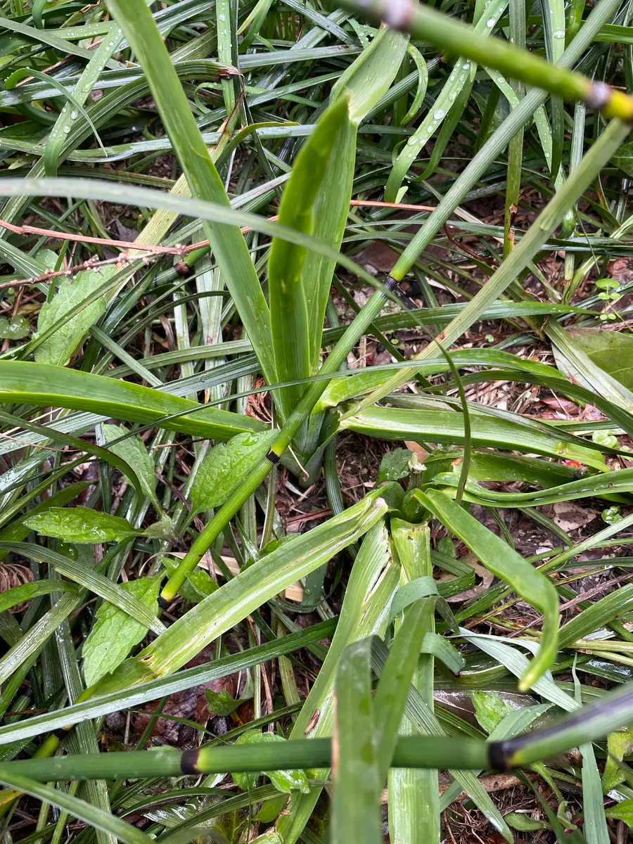 近所の低山に生えていました。この植物の名前を教えてください。｜園芸
