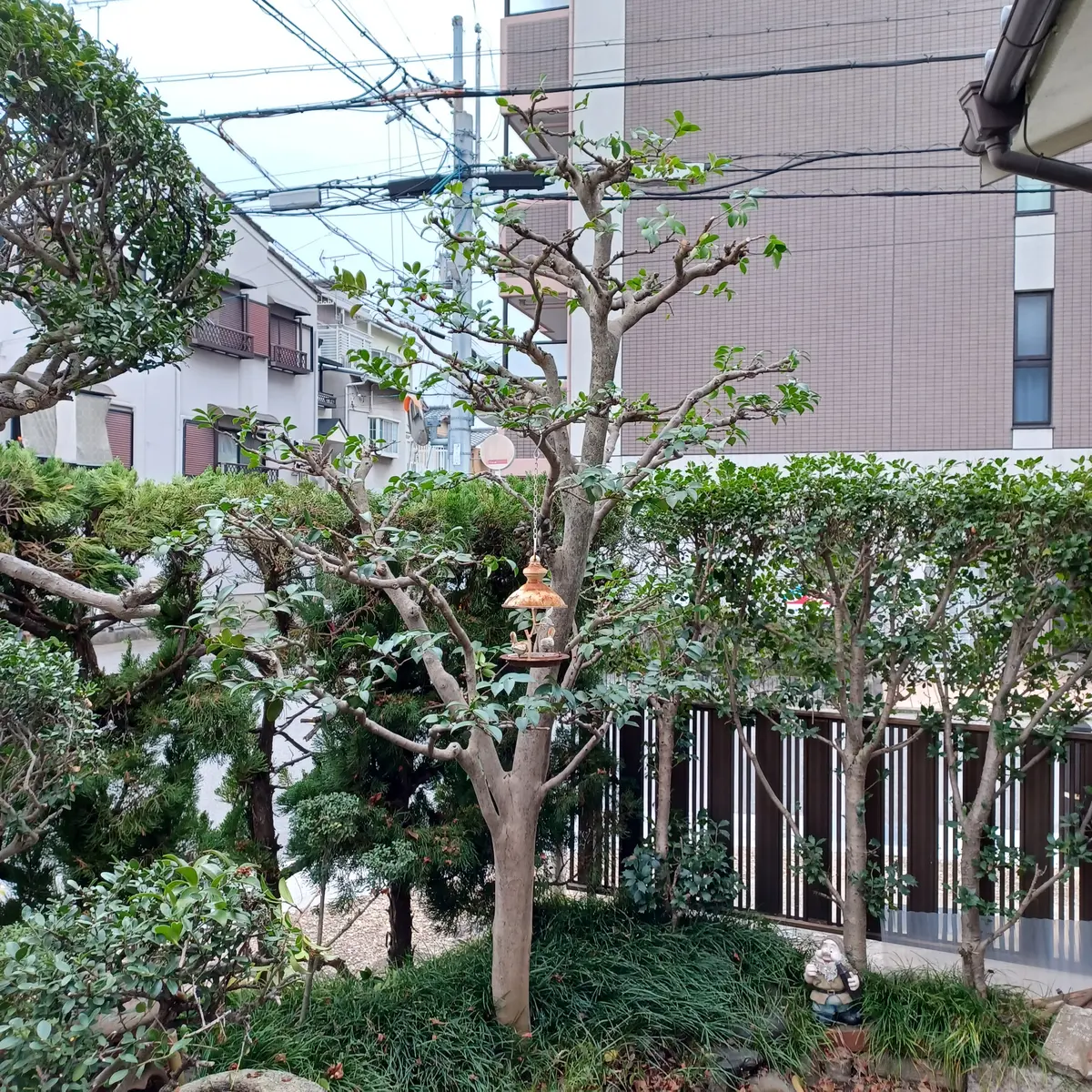 牡丹だと思いますが、剪定など手入れの方法が分かりません。2m