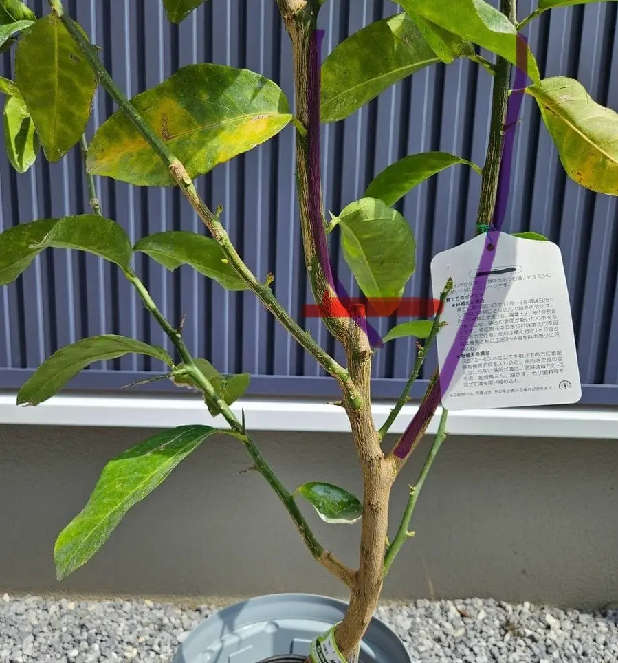 璃の香の二年生苗を購入しました。花の大和さんのYoutubeで紹｜園芸