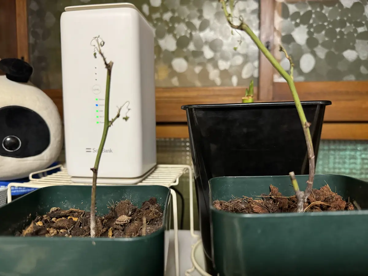 失敗してしまいました。以前にいただいたバラの挿し木が順調｜園芸