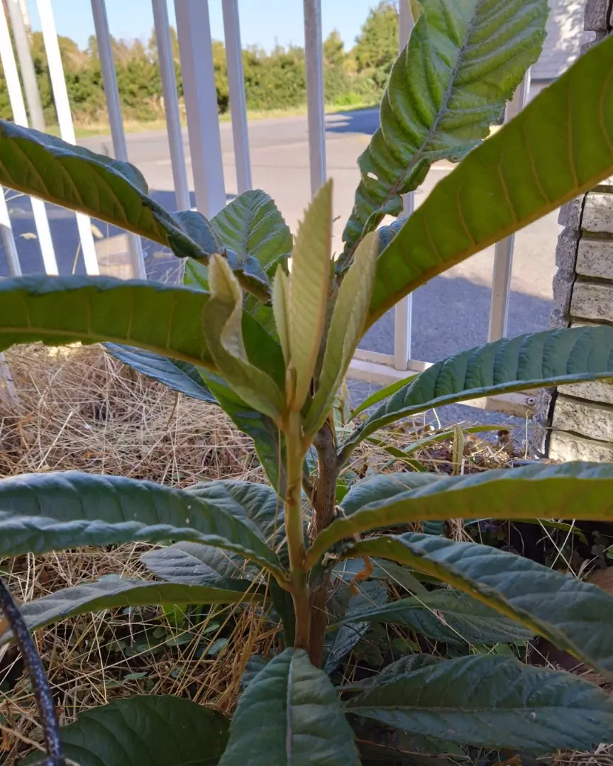 これはビワの木でしょうか?よく調べてもどう見てもビワで、種