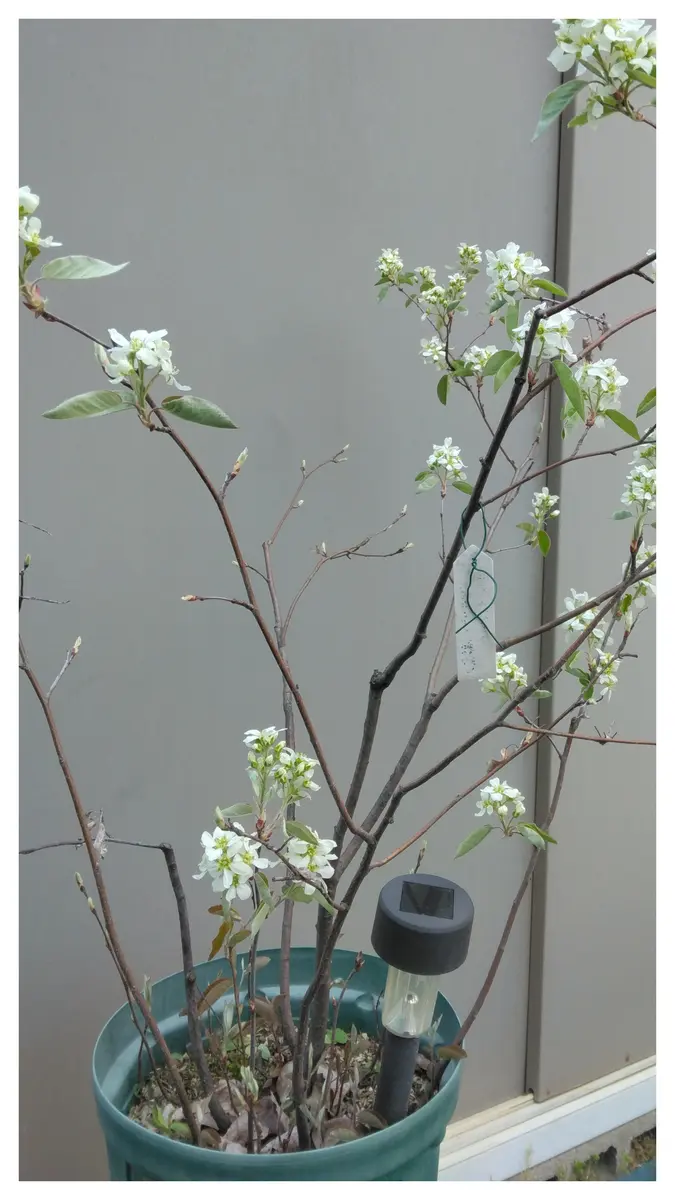 逸品。イロハモミジ2.0M(鉢底から)品番A 【公式通販】