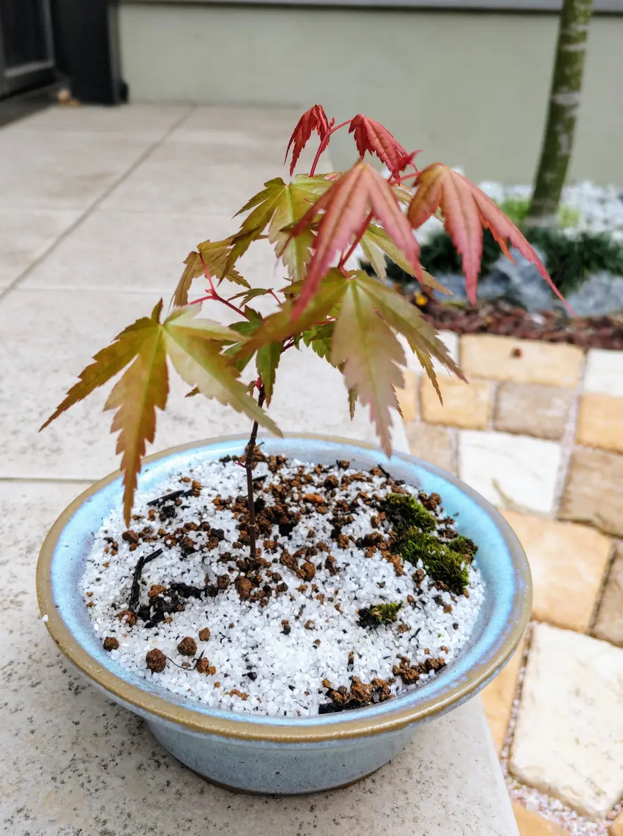 カエデ　模様木　根張り良品　持ち込み３０年 枝打ち良　小鉢 カエデ 模様木 根張り良品 持ち込み30年 枝打ち良 小鉢