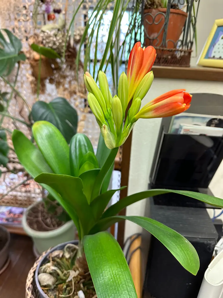 葉だけの「君子ラン」を2年前に鉢植えで頂き、ようやく蕾が付