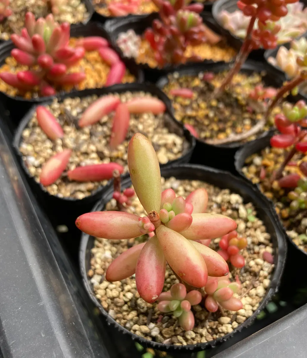 いつもいろいろなアドバイスをいただき、ありがとうございま｜園芸