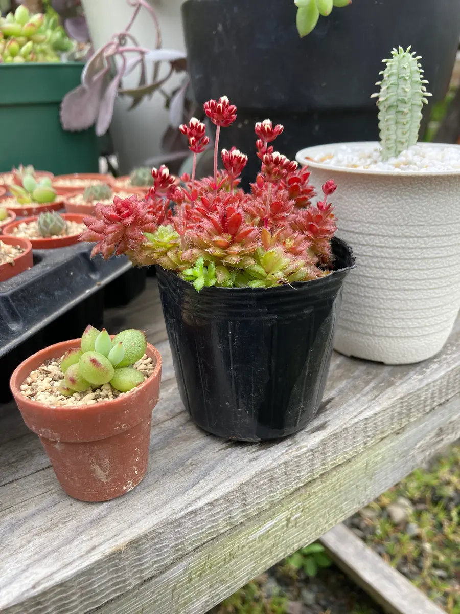 ワテルメイエリー　クラッスラ ワテルメイエリー クラッスラ