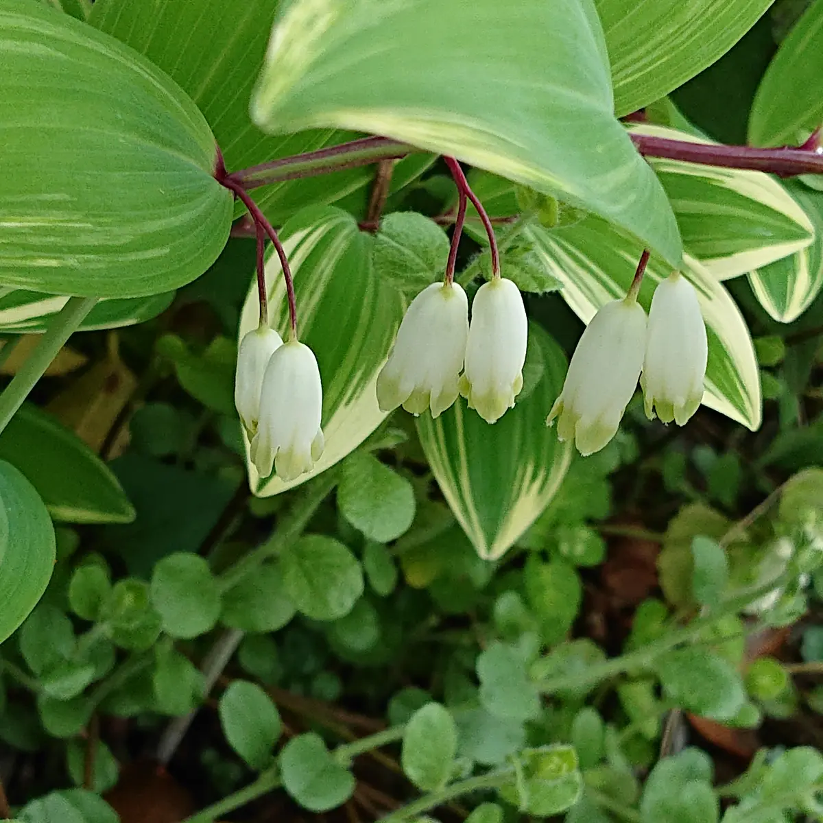 すずらん　【2点】 すずらん 【2点】 すずらん 【2点】 すずらん 常に進化を遂げてきたZX