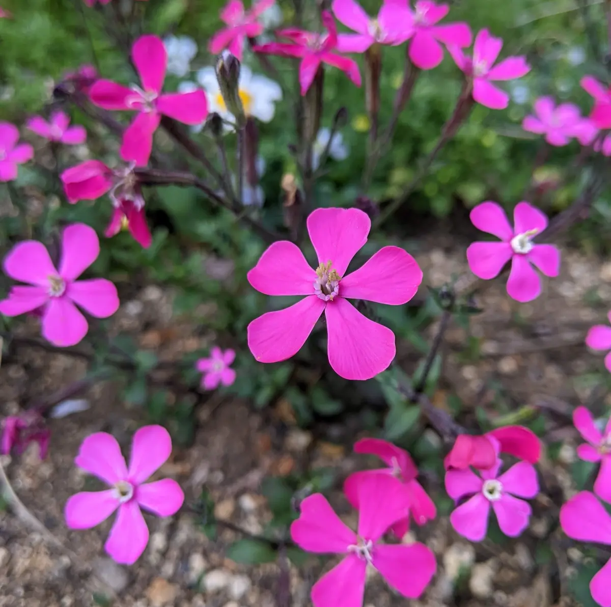 枯れなお花 何の花だったのか忘れてしまい。。。いつも、枯れてしまうと捨