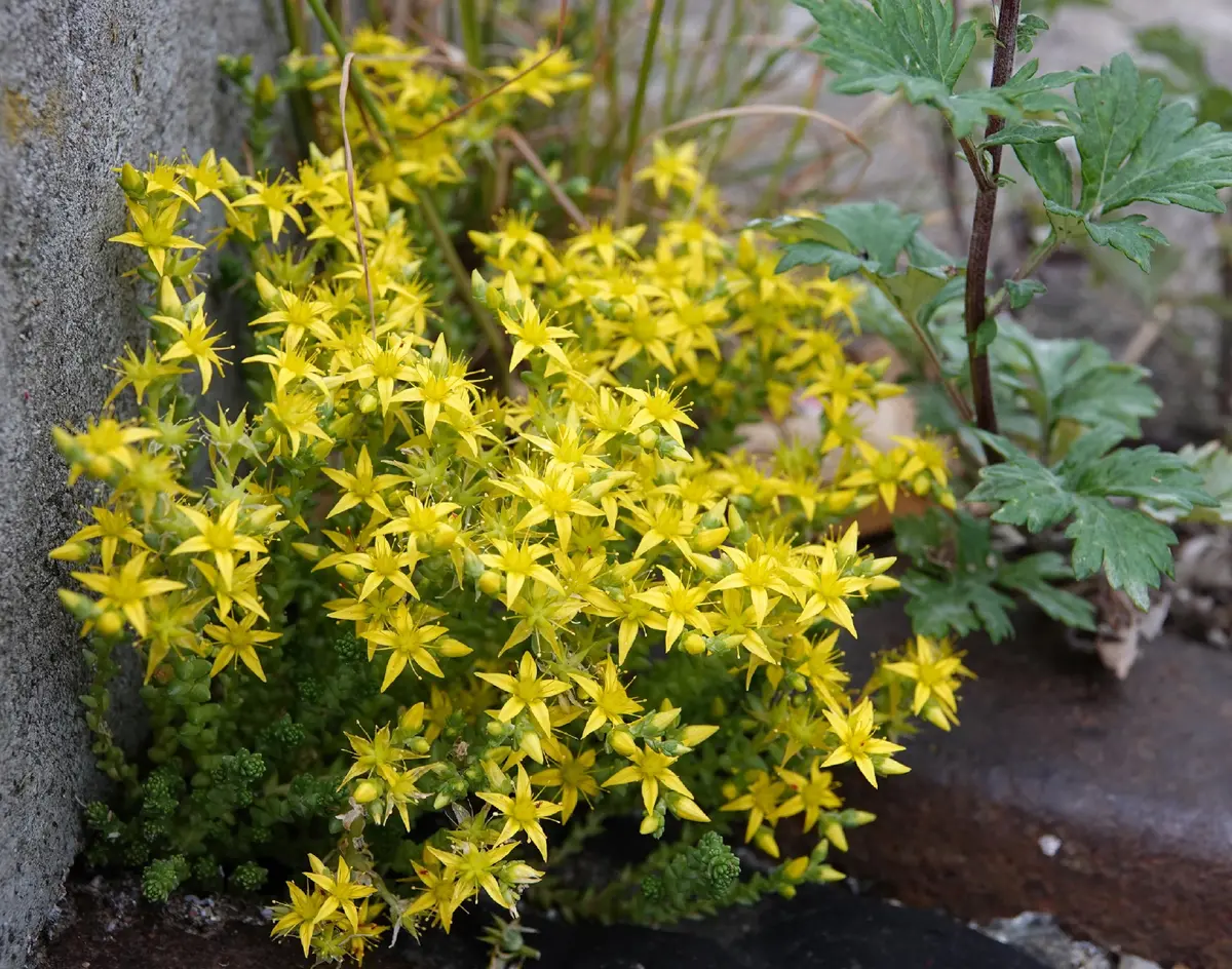 続けて今回最後の植物です。多肉植物の様な肉厚な葉です。と｜園芸