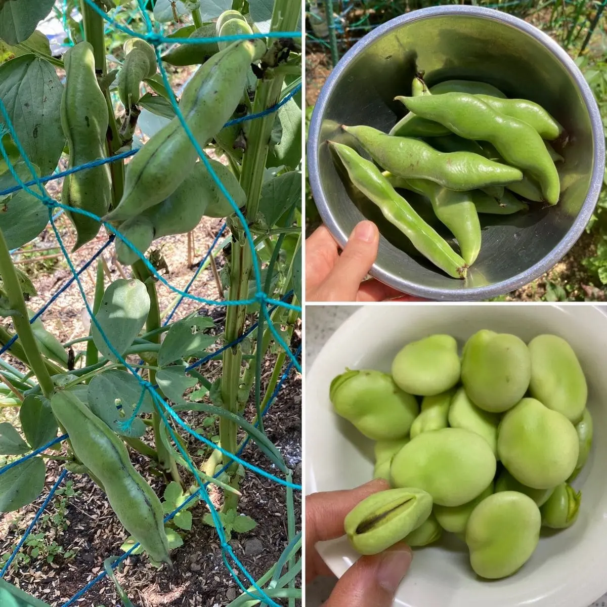 そら豆 の 収穫 時期
