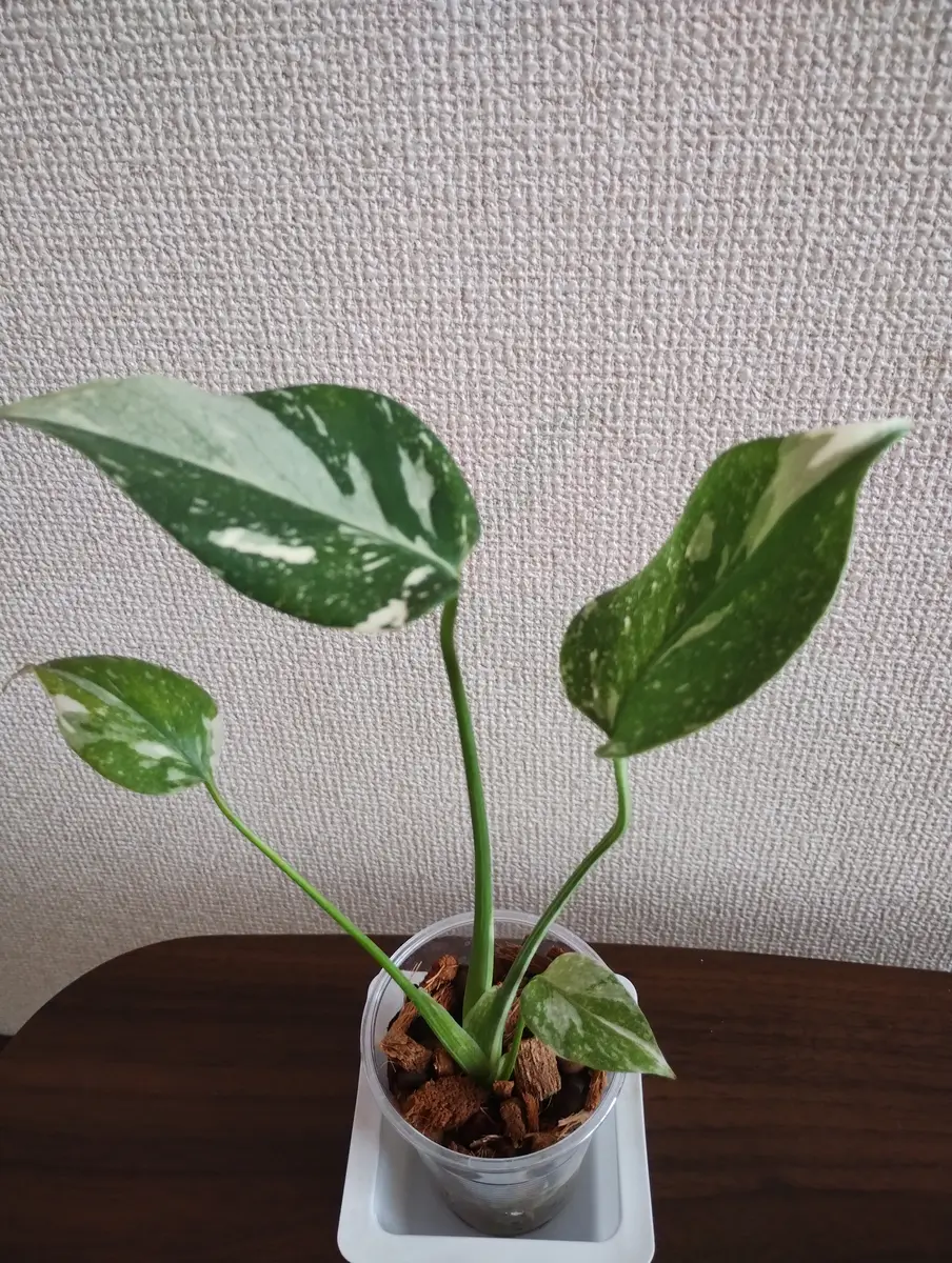 【１】モンステラ　クリームブリュレ　組織培養 モンステラ・デリシオーサ 組織培養株クリームブリュレ & 綺麗なタイ