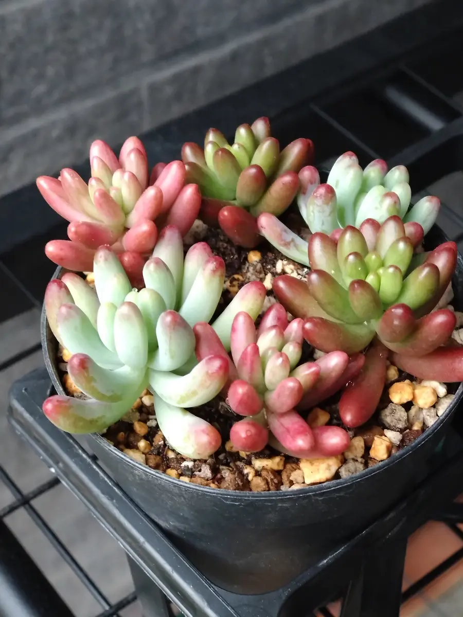 以前、セダム（乙女心、オーロラ、虹の玉）の増やし方を皆さ