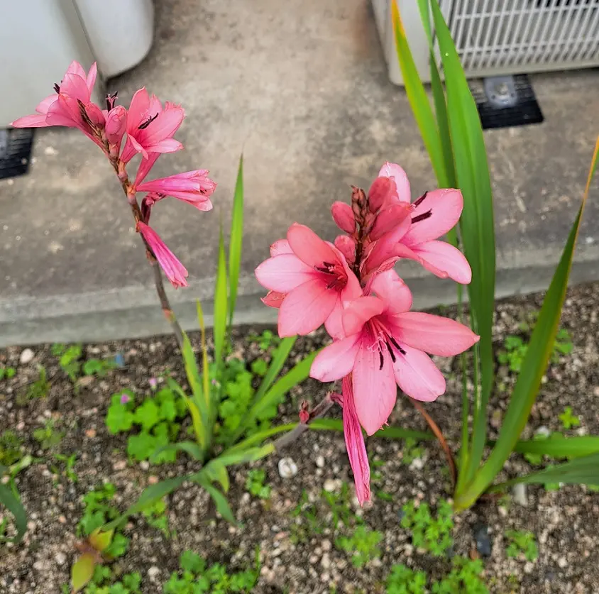 近所に咲いていたこの花の名前は何でしょうか？結構大型の宿根