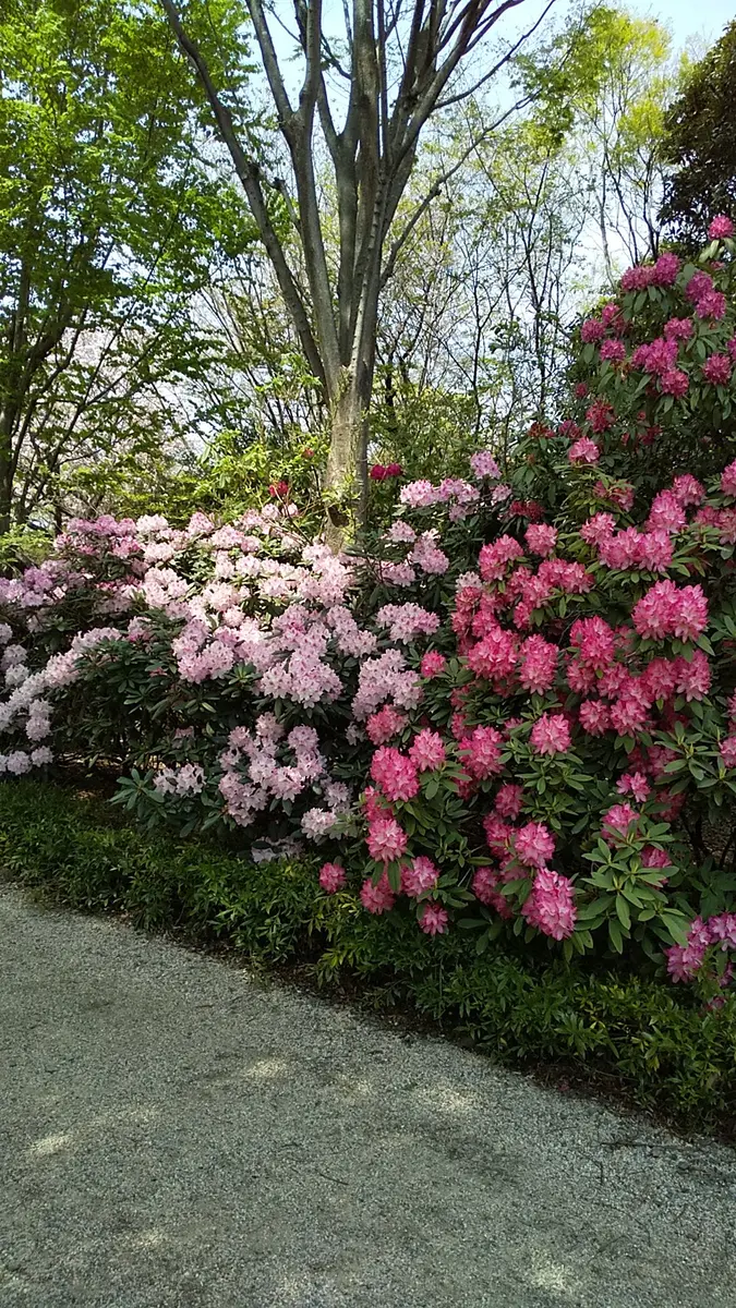 石楠花を地植えして2回目の開花です。昨年花が終わった後、植