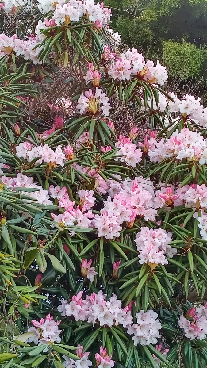 石楠花を地植えして2回目の開花です。昨年花が終わった後、植