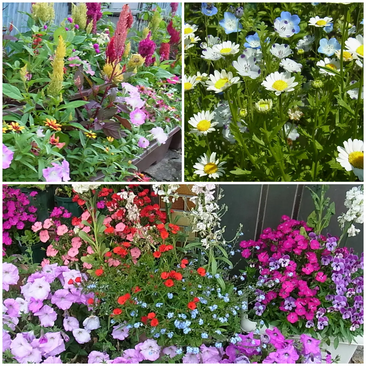 こんにちは。 初めて質問させて頂きます。寄せ植え初心者です