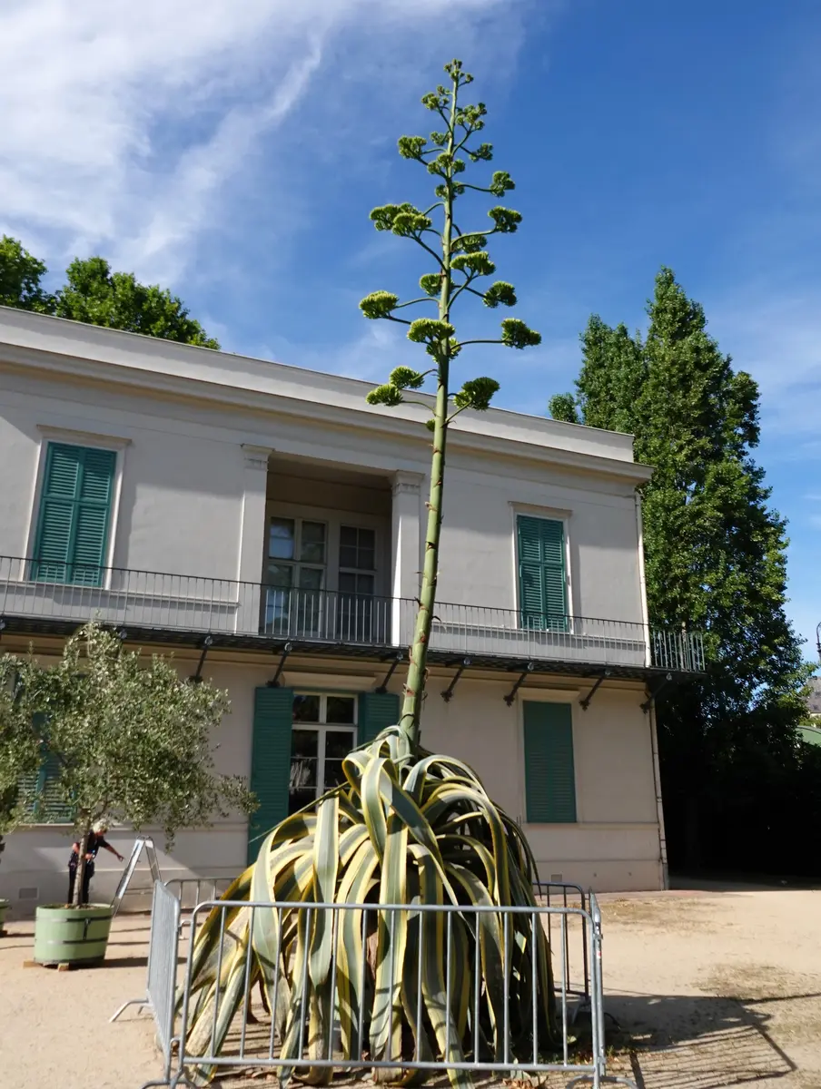 ユッカ グオサ キミガヨラン 2株セット 親木 子株沢山 ドライガーデン