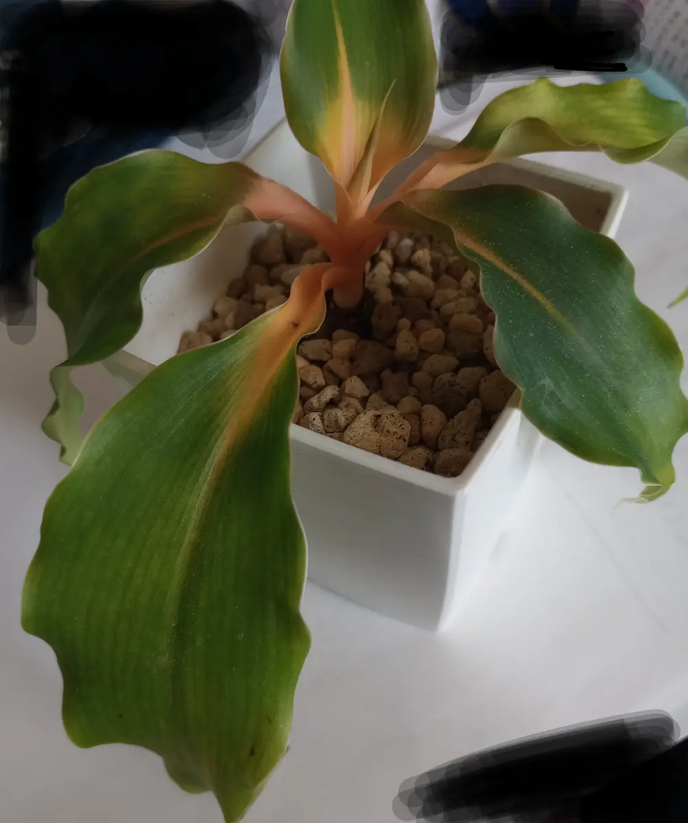 フィカス・バーガンディです。二週間前に植え替えをした際に液