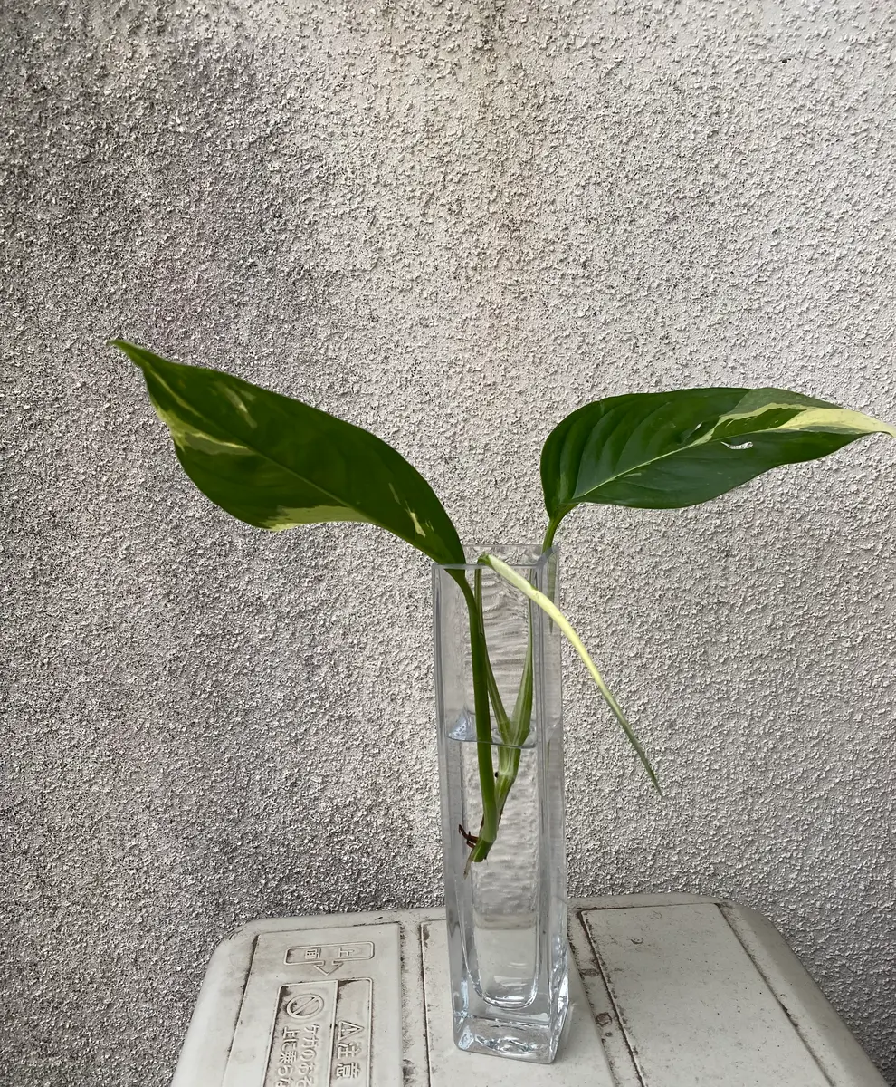 昨年の秋にマルシェで購入したモンステラミニマムです。今年の 昨年の秋にマルシェで購入したモンステラミニマムです。今年の