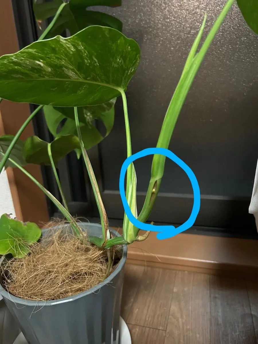 モンステラを複数育てていて、斑入りモンステラの茎に縦に裂か
