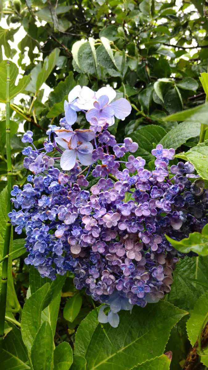 昨年紫陽花有松の苗を購入し今年咲きましたが、花の一部が変異