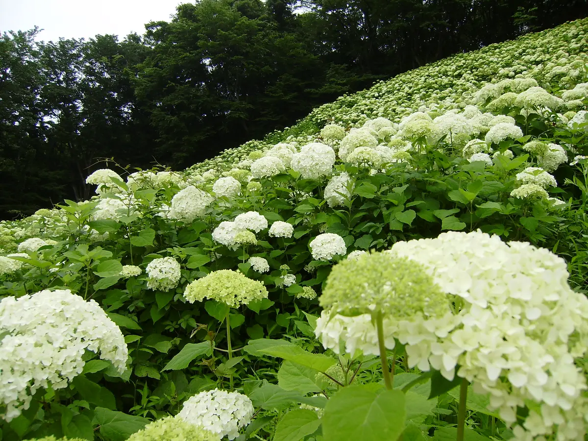 アナベルの鉢植えをはじめました。我が家にお迎えして3日目