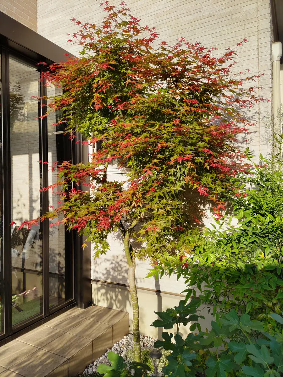 植え付けしてから5~6年になるもみじですが、今年初めて幹の下の